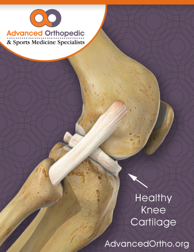 Healthy Knee Cartilage