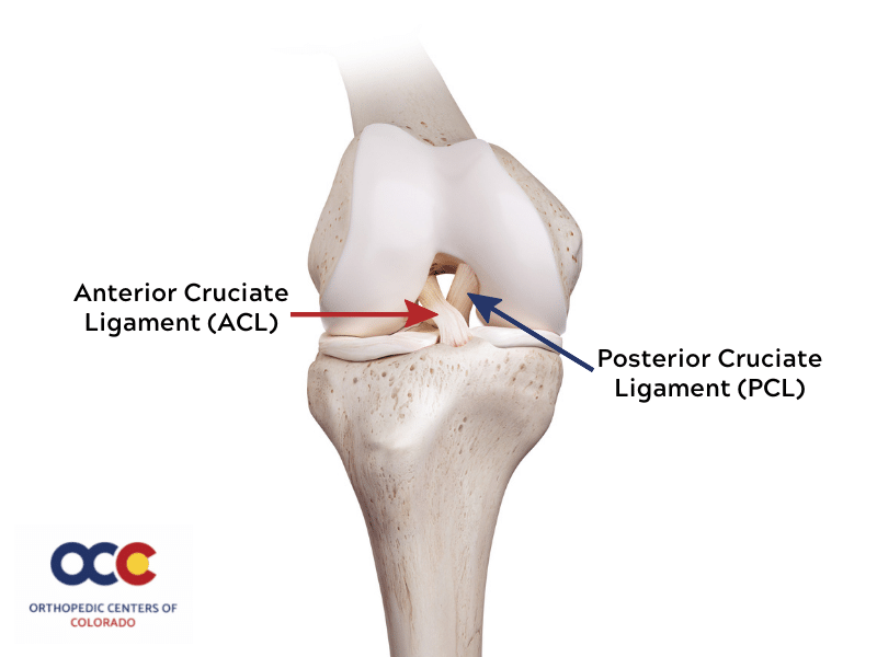 knee model - ACL and PCL